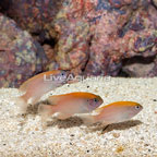 Pink Smith Damselfish, Pair (click for more detail)