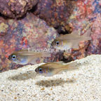 Threadfin Cardinal Fish, Trio (click for more detail)