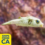 Narrow-Lined Puffer (click for more detail)