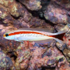 Red Stripe Tilefish (click for more detail)