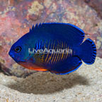 Coral Beauty Angelfish (click for more detail)