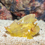 Leaf Fish Yellow (click for more detail)