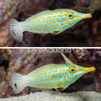Orange Spot Filefish, Pair (click for more detail)