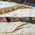 Dragonface Pipefish - EXPERT ONLY (click for more detail)