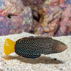 Yellowtail Wrasse EXPERT ONLY [Blemish] (click for more detail)