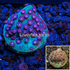 LiveAquaria® Cultured Cyphastrea Coral (click for more detail)