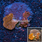 Montipora and Anthelia Combination Coral Indonesia (click for more detail)
