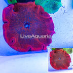 Haddon's Carpet Anemone, Red (click for more detail)