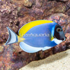Powder Blue Tang  (click for more detail)