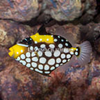 Clown Triggerfish (click for more detail)