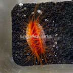 Flame Scallop, Red  (click for more detail)