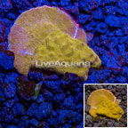 LiveAquaria® Cultured Pumpkin Patch Psammacora Coral (click for more detail)