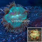 Elegance Coral (click for more detail)