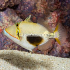 Bursa Triggerfish (click for more detail)