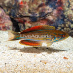 Half Banded Flasher Wrasse (click for more detail)