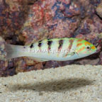 Hardwicke Wrasse  (click for more detail)