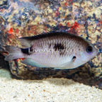 Corazon's Damselfish  (click for more detail)