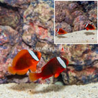 Tomato Clownfish, Pair  (click for more detail)