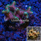 LiveAquaria® cultured Birdsnest Coral (click for more detail)