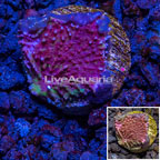 LiveAquaria® cultured Chalice Coral  (click for more detail)