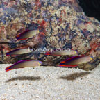 Purple Firefish, 5 lot (click for more detail)