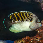 Tiger Angelfish  (click for more detail)