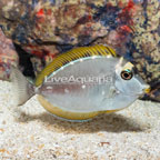 Blonde Naso Tang (click for more detail)