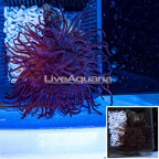 Long Tentacle Anemone (click for more detail)