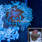 Long Tentacle Anemone (click for more detail)