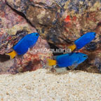 Yellowtail Damselfish, Trio  (click for more detail)