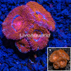 LiveAquaria® Cultured Acan Lord Coral (click for more detail)