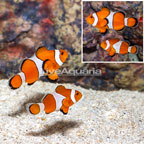 Ocellaris Clownfish, Pair (click for more detail)