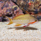 Huchtii Anthias, Male (click for more detail)