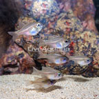 Threadfin Cardinal Fish, 6 Lot (click for more detail)