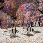 Kaudern's Cardinalfish, Trio (click for more detail)