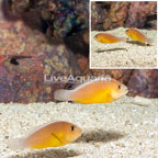 Orange Skunk Clownfish, pair (click for more detail)