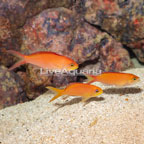 Carberryi Anthias, Trio (click for more detail)