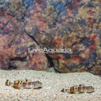 Tiger Watchman Goby, pair (click for more detail)
