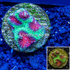 LiveAquaria® cultured Dipsastrea Brain Coral  (click for more detail)