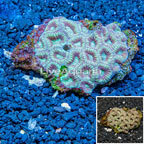 Goniastrea Brain Coral Australia (Blemish) (click for more detail)
