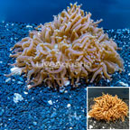 Hammer Hybrid Coral Australia (click for more detail)
