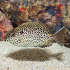 Brown Spotted Spinefoot (click for more detail)