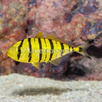 Golden Trevally EXPERT ONLY (click for more detail)