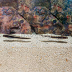 Engineer Goby, Pair (click for more detail)