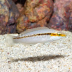 Zig Zag Wrasse Initial Phase (click for more detail)