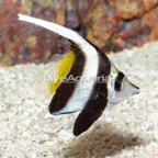 Schooling Bannerfish- TINY (click for more detail)