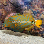 Undulated Triggerfish [Blemish] (click for more detail)