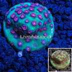 LiveAquaria® Cultured South Beach Cyphastrea Coral (click for more detail)
