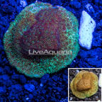 LiveAquaria® Cultured Green Psammacora Coral (click for more detail)