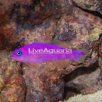 Orchid Dottyback [Blemish] (click for more detail)